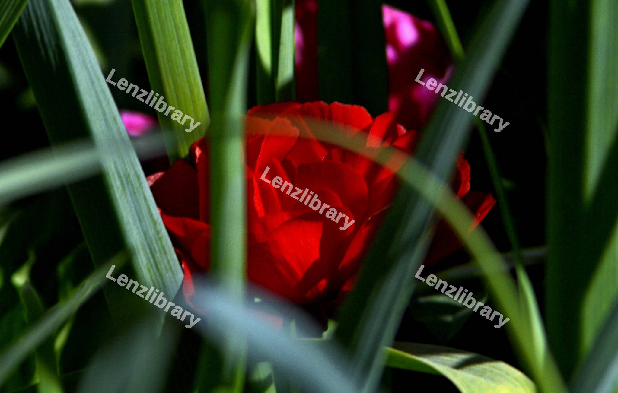 Red Rose
